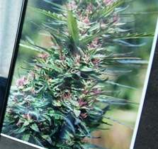 Jií X. Doleal ukazuje zarámovanou fotografii marihuany