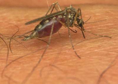 Komár (Ilustaní foto)