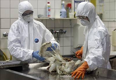 Zdravotníci testují mrtvou labu na pítomnost ptaí chipky.