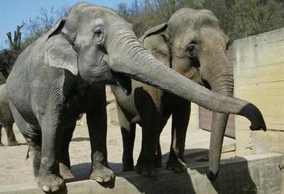 Falené exekuní výmry smovaly i proti praské zoologické zahrad.