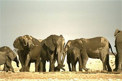 Obyvatelé bangladéské vesnice utekli ped slony na moe
