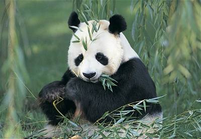 Panda - ilustraní foto