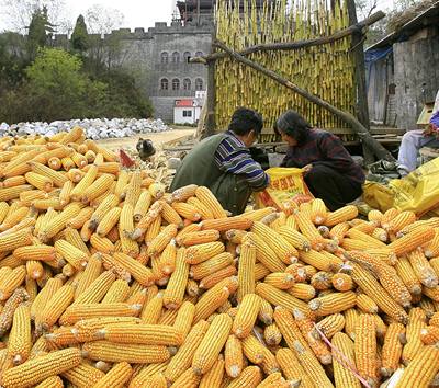 Biopaliva enou ceny kukuice prudce nahoru. To by se mlo v budoucnu zmnit.