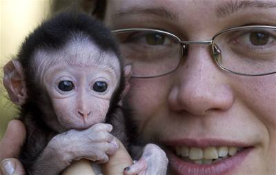 Títýdenní mlád makaka v dínské zoologické zahrad.