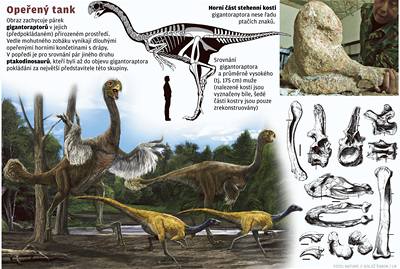 Gigantoraptor. Nedosplý exemplá pradávného jetra váil tém jeden a pl tuny.