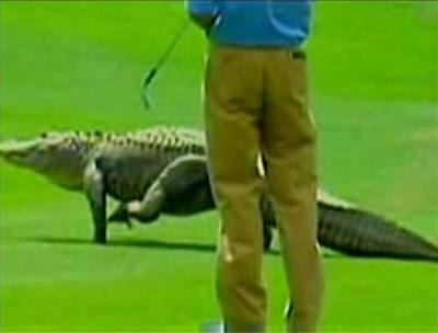 Aligator si chtl zahrát golf.