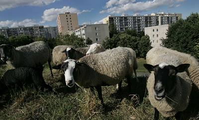 Nepotebují benzin. Msta a obce zaínají vyuívat ovce a kozy. Na snímku stádo ovcí v Praze na Jiním Mst.