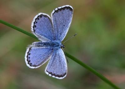 Vtina ze 141 druh denních motýl, kteí se v esku vyskytují, nachází v hlavním mst 
