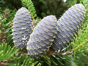 Abies koreana (jedle korejsk)