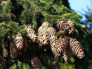 Picea abies (smrk ztepil).