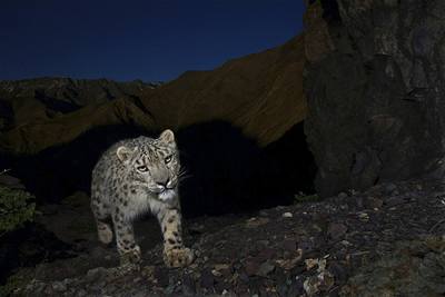 World Press Photo 2008, Nature Stories category 