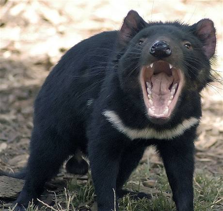 Tasmánskému ertovi hrozí vyhynutí, Austrálie ho zaadila na seznam ohroených druh.