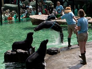 Lachtani v nov expozici prask ZOO.