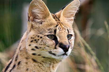 Jako mení gepard vypadá serval. Váí a dvacet kilogram. 