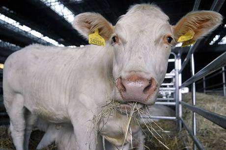 Krva plemene Charolais vyhlela 25. ervna v Brn nvtvnky Nrodn vstavy hospodskch zvat a zemdlsk techniky