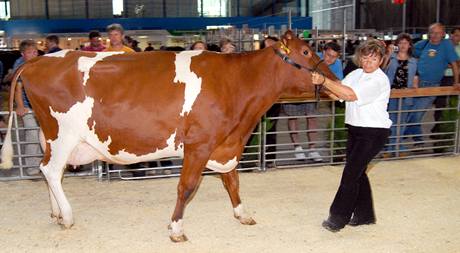 Návtvníci Národní výstavy hospodáských zvíat v Brn 28. ervna za nejhezí ze vech krav vybrali dojnici z 1. zemdlské a.s. Choruice na Mlnicku. Kráva pojmenovaná jako Karkulka získala titul Miss kráva R pro rok 2009.