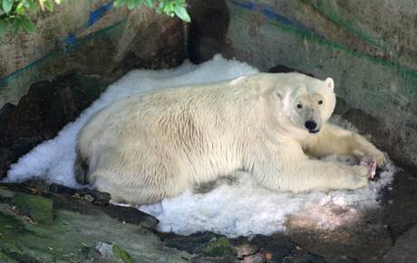 Lední medvdi v brnnské zoo získali netradiní dar: výrobník na led.