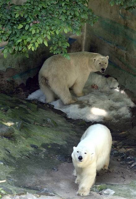 Ledn medvdi v brnnsk zoo zskali netradin dar: vrobnk na led.