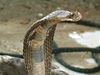 Kobra krlovsk