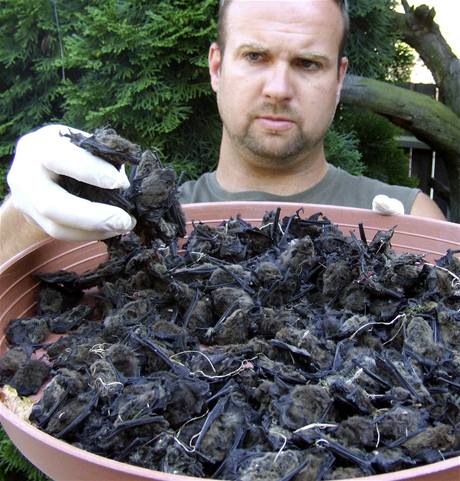Tla mrtvých netopýr, které nali ochránci pírody u paneláku na plzeském sídliti Lochotín.