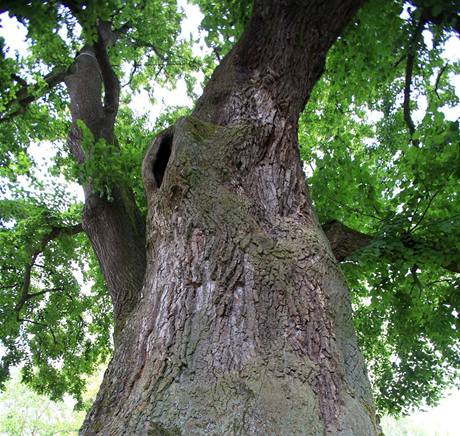 Strom roku 2009 - tisíciletá lípa rostoucí v osad Kotel na Liberecku.