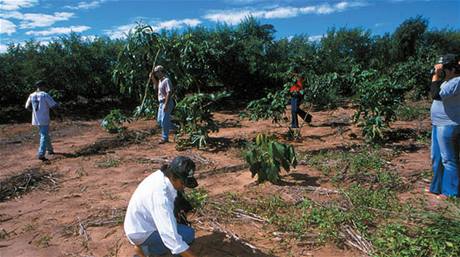 Brazilská plantá (ilustraní foto)