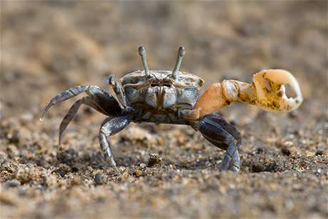 Krab houslista (uca pugnax).