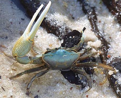 Krab houslista (uca pugnax).