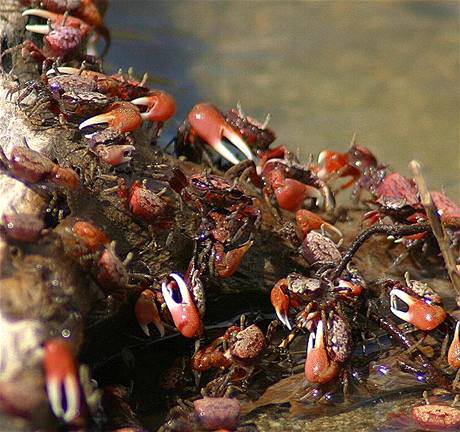 Krab houslista (uca pugnax) a jeho kolonie.