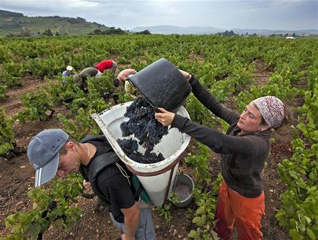 Sklize vna ve francouzskm mst Beaujolais.