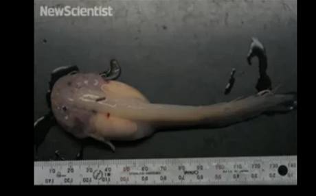 Snailfish