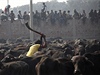 Hromadná ob tisíc zvíat pi píleitosti festivalu hinduistické bohyn Gadhimai 