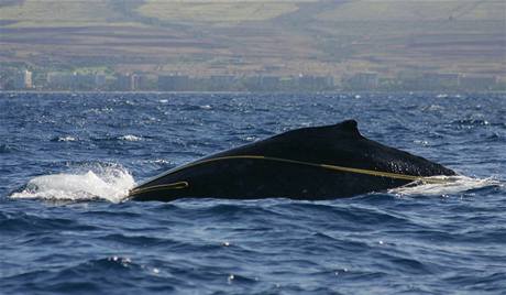 U Havaje uvízla v provazech velryba, záchranái se jí snaí vyprostit.