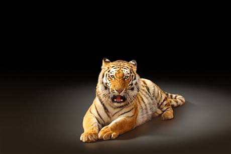 Natvaný, takka rozzuený tygr (ilustraní foto)