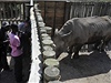 Novinái se snaí poídit snímky vzácného nosoroce bílého v rezervaci Ol Pejeta.