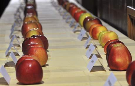 Ovocni, zahrdki, vzkumnci i laici z cel republiky degustovalo celkem 45 odrd jablek. Nejchutnj je podle nich Meteor.
