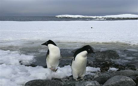 Tuci na Antarktid. 