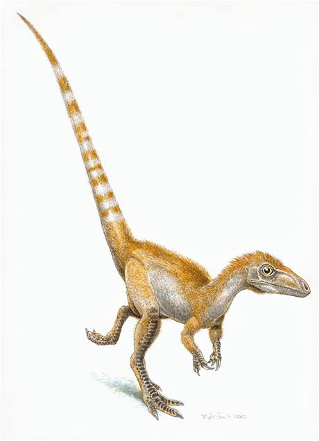 Sinosauropteryx  zrekonstruovaný podle nejnovjích poznatk.