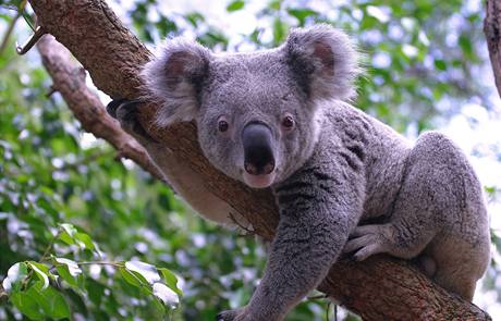 Koala se doívá 15 a 20 let