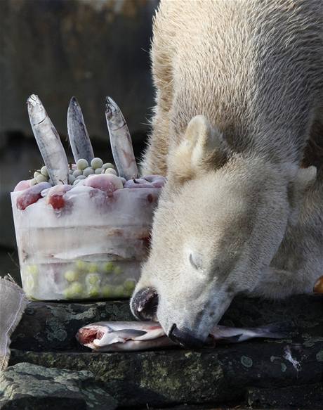 Knut, populární medvd berlínské zoo, oslavil v prosinci tetí narozeniny.