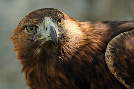 Orel skalní (Aquila chrysaetos).