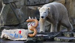 Knut, populární medvd berlínské zoo, oslavil v prosinci tetí narozeniny.