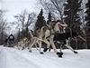 Iditarod, závod psích speení napí Aljakou.