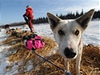 Iditarod, závod psích speení napí Aljakou: musher obléká své psy kvli velkým mrazm.
