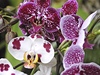 Ve skleníku Fata Morgana v praské Botanické zahrad zahájili výstavu Orchideje. 