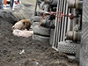 Kamion peváející asi 200 prasat havaroval na Jihlavsku. Prasata se rozutekla do polí. 
