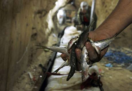 Ryby z Egypta. Do psma Gazy se pauje nejrznj zbo. 
