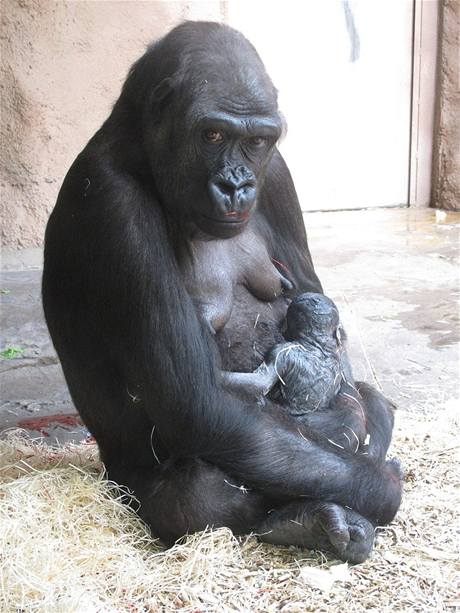 Gorilí novorozenec s matkou Kijivu.