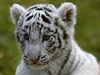 Mláata tygra bílého se narodila v safari parku v nmecké vesnici Hodenhagen.