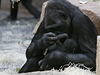Gorila Kijivu drí v náruí dv a pl hodiny staré mlád, které se jí narodilo 24. dubna dopoledne v praské zoo.